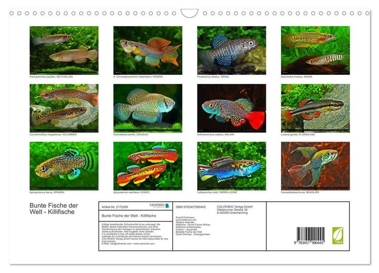 Produktbild: Bunte Fische der Welt - Killifische (Wandkalender 2026 DIN A3 quer), CALVENDO Monatskalender