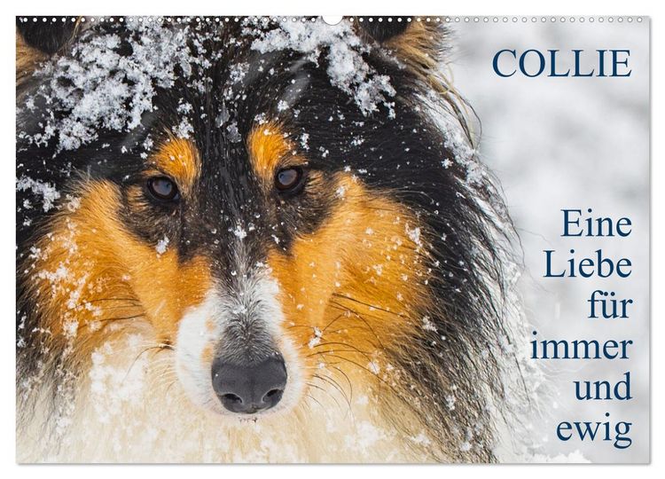 Produktbild: Collies - Eine Liebe f&uuml;r immer und ewig (Wandkalender 2026 DIN A2 quer), CALVENDO Monatskalender