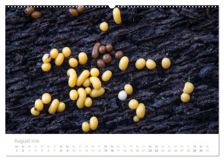 Produktbild: FASZINATION PILZE 2026 (Wandkalender 2026 DIN A2 quer), CALVENDO Monatskalender