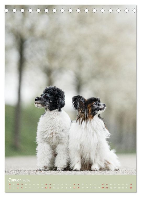 Produktbild: Flora Canidae - der Hunde-Bl&uuml;hpflanzen-Kalender (Tischkalender 2026 DIN A5 hoch), CALVENDO Monatskalender