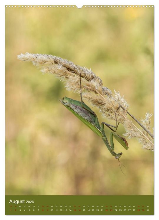 Produktbild: Die Gottesanbeterin. R&auml;uber der Insektenwelt. (hochwertiger Premium Wandkalender 2026 DIN A2 hoch), Kunstdruck in Hochglanz