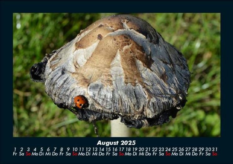 Produktbild: Pilzkalender 2025 Fotokalender DIN A5