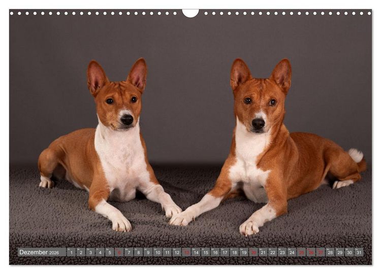 Produktbild: Der Basenji (Wandkalender 2026 DIN A3 quer), CALVENDO Monatskalender