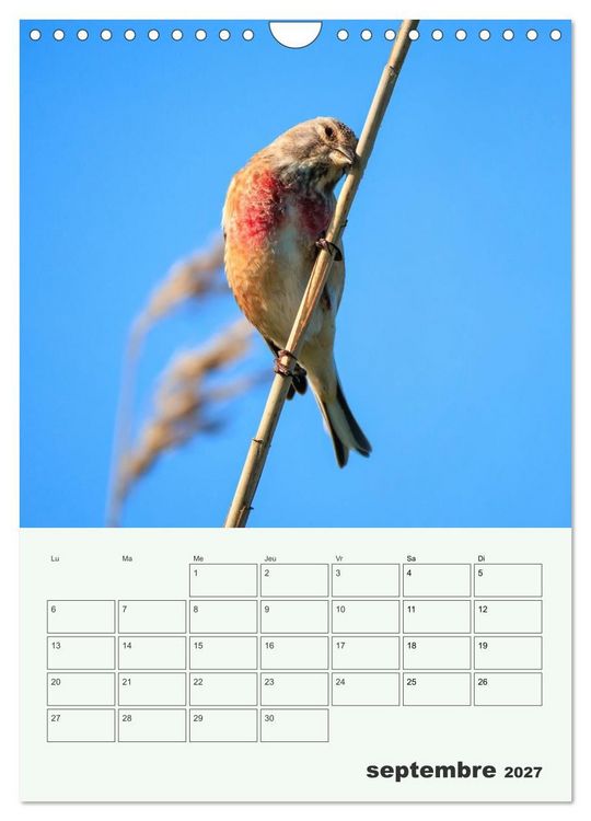 Produktbild: Le monde intime des oiseaux (Calendrier mural 2027 DIN A4 horizontal), CALVENDO calendrier mensuel