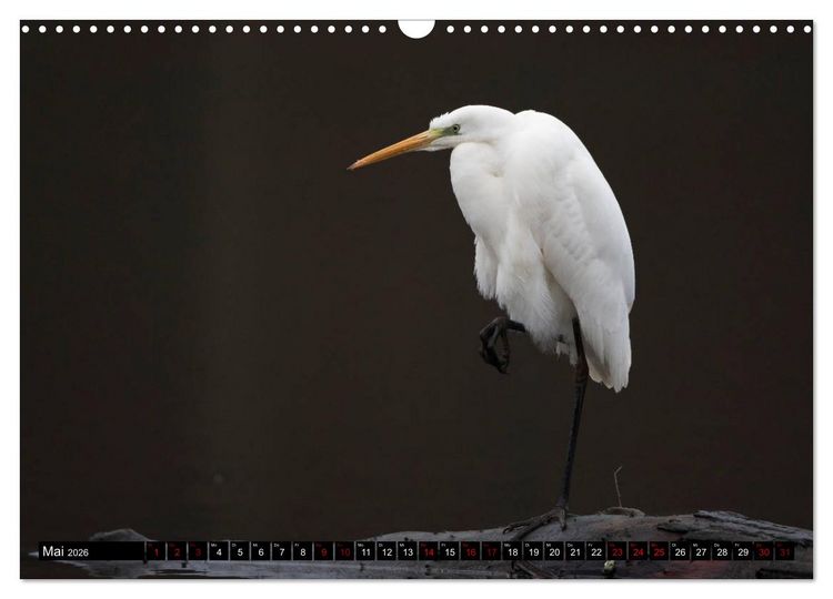 Produktbild: Eleganz in Wei&szlig; - Der Silberreiher (Wandkalender 2026 DIN A3 quer), CALVENDO Monatskalender