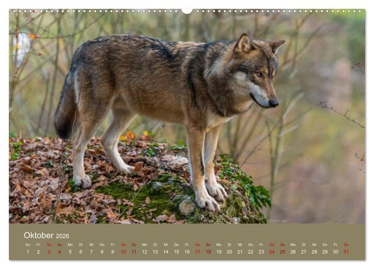 Produktbild: unter W&ouml;lfen (hochwertiger Premium Wandkalender 2026 DIN A2 quer), Kunstdruck in Hochglanz