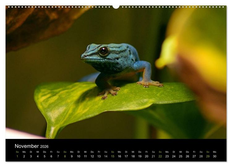 Produktbild: Reptilien (hochwertiger Premium Wandkalender 2026 DIN A2 quer), Kunstdruck in Hochglanz