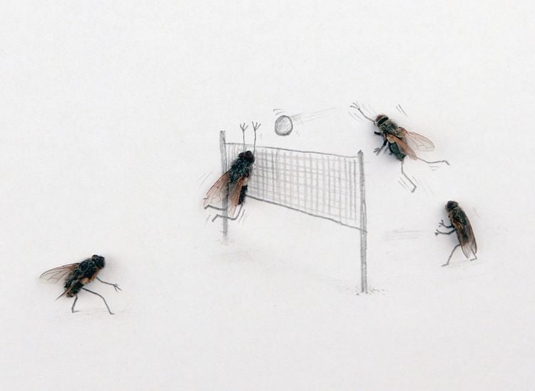 Produktbild: Das geheime Leben der Fliegen