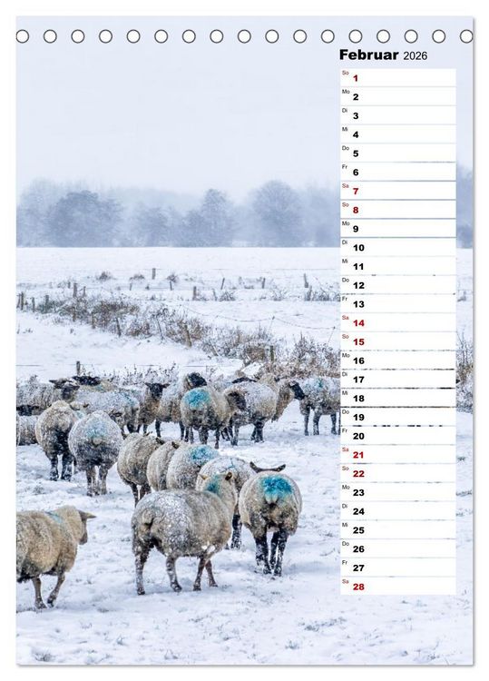 Produktbild: Westk&uuml;ste - Zwischen St. Peter Ording, B&uuml;sum und Elbe (Tischkalender 2026 DIN A5 hoch), CALVENDO Monatskalender