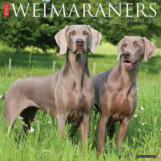 Produktbild: Weimaraners 2026 Wall Calendar