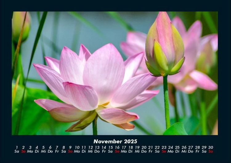 Produktbild: Blumenzauber 2025 Fotokalender DIN A4