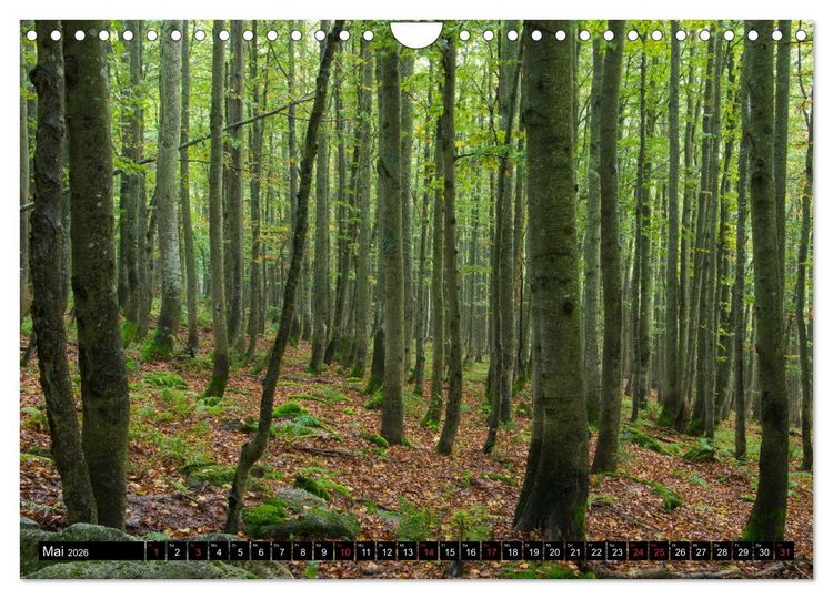 Produktbild: Zauberwelt Wald (Wandkalender 2026 DIN A4 quer), CALVENDO Monatskalender