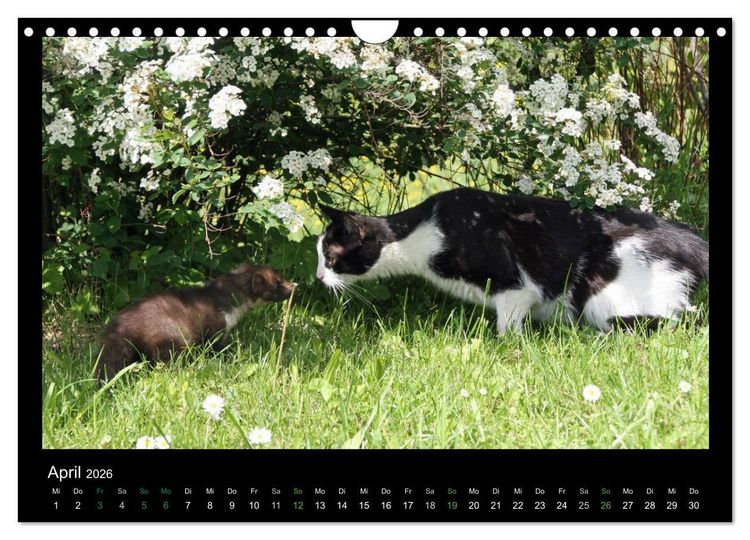 Produktbild: Marderkinder (Wandkalender 2026 DIN A4 quer), CALVENDO Monatskalender