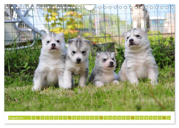 Produktbild: Siberian Husky - der Urtyp (Wandkalender 2026 DIN A4 quer), CALVENDO Monatskalender