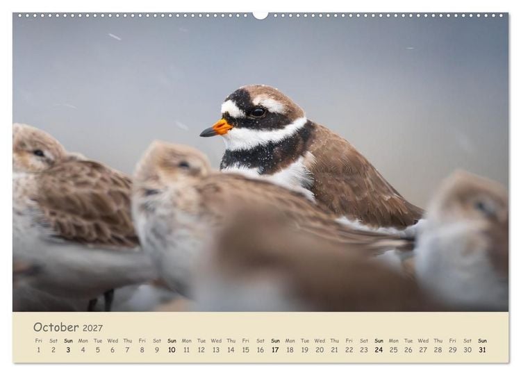 Produktbild: Wild encounters &ndash; Moments in the heart of nature (High Quality Premium Wall Calendar 2027 DIN A2 landscape),CALVENDO 12 Month Wall Calendar
