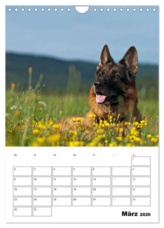 Produktbild: Deutsche Sch&auml;ferhunde - Seelentr&ouml;ster auf vier Pfoten (Wandkalender 2026 DIN A4 hoch), CALVENDO Monatskalender