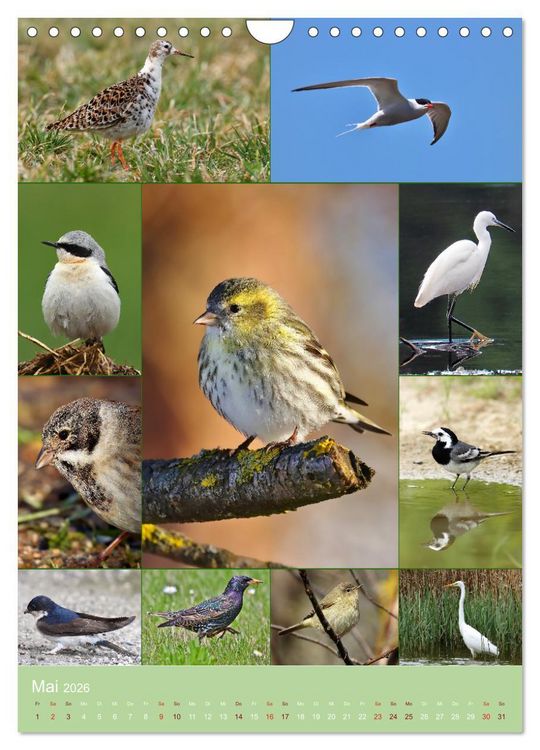 Produktbild: Alles f&uuml;r die V&ouml;gel (Wandkalender 2026 DIN A4 hoch), CALVENDO Monatskalender