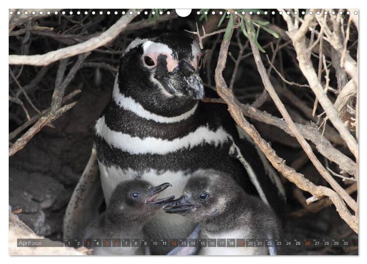 Produktbild: Pinguine in Patagonien (Wandkalender 2026 DIN A3 quer), CALVENDO Monatskalender