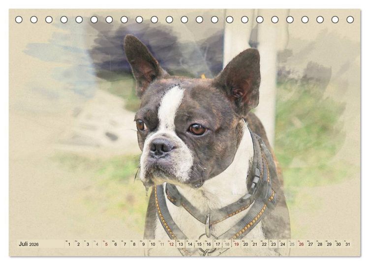 Produktbild: Franz&ouml;sische Bulldoggen 2026 (Tischkalender 2026 DIN A5 quer), CALVENDO Monatskalender