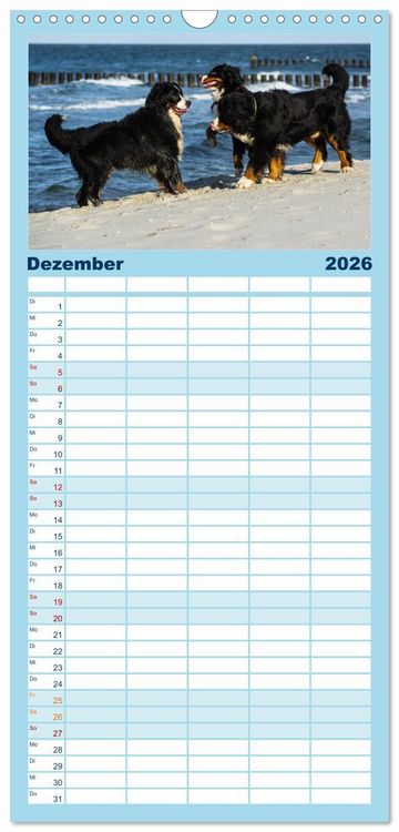 Produktbild: Familienplaner 2026 - Berner Sennenhunde am Strand mit 5 Spalten (Wandkalender, 21 x 45 cm) CALVENDO
