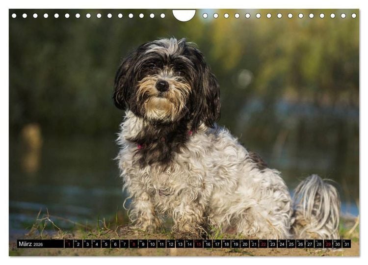 Produktbild: Havaneser - Herz auf 4 Pfoten (Wandkalender 2026 DIN A4 quer), CALVENDO Monatskalender