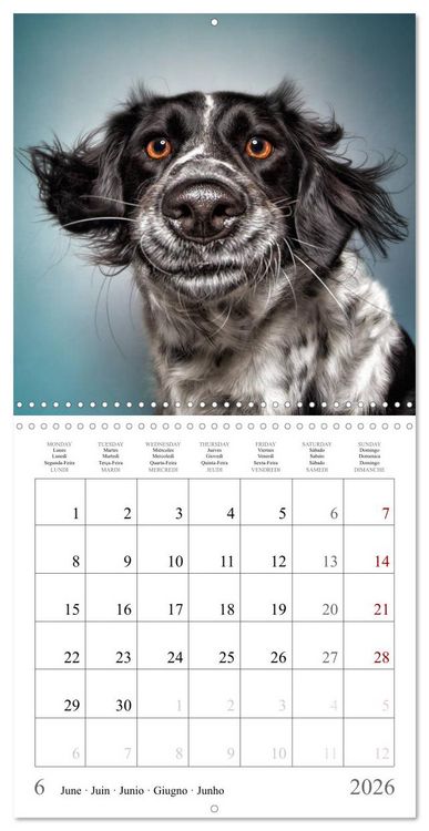 Produktbild: Funny Dog Faces (Wall Calendar 2026 12 &times; 12 Inch) CALVENDO 12 Month Wall Calendar