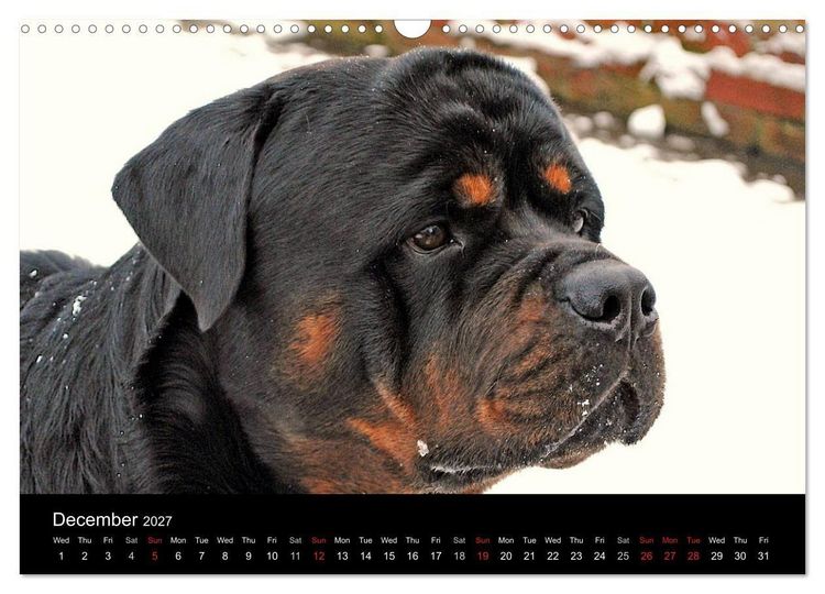 Produktbild: Rottweiler Portait Shots 2027 (Wall Calendar 2027 DIN A3 landscape), CALVENDO 12 Month Wall Calendar