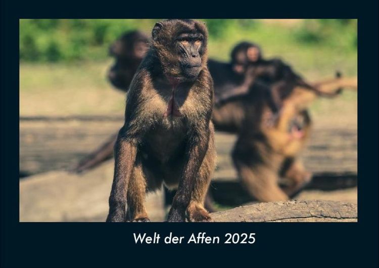 Produktbild: Welt der Affen 2025 Fotokalender DIN A4