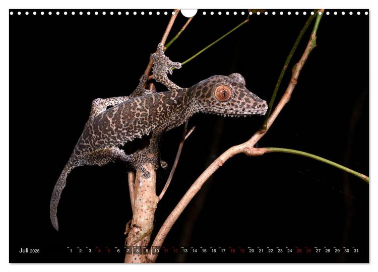 Produktbild: Reptilien auf Madagaskar (Wandkalender 2026 DIN A3 quer), CALVENDO Monatskalender