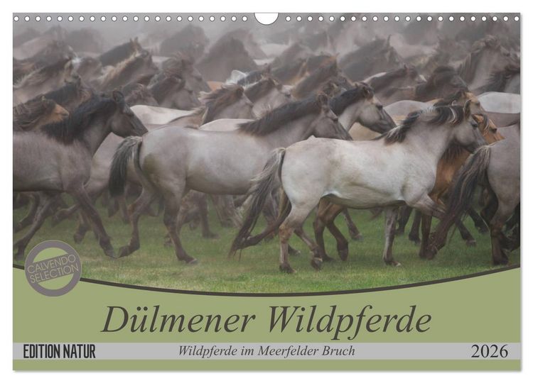 Produktbild: D&uuml;lmener Wildpferde - Wildpferde im Meerfelder Bruch (Wandkalender 2026 DIN A3 quer), CALVENDO Monatskalender