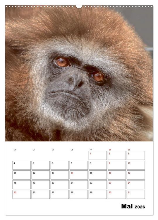 Produktbild: Augenblick der Affen 2026 (hochwertiger Premium Wandkalender 2026 DIN A2 hoch), Kunstdruck in Hochglanz