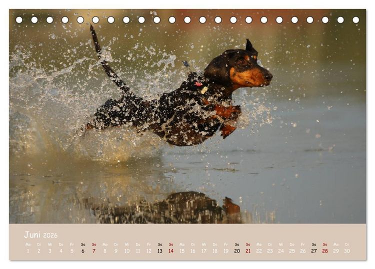 Produktbild: Dackel - lustige Gesellen auf kurzen Beinchen (Tischkalender 2026 DIN A5 quer), CALVENDO Monatskalender