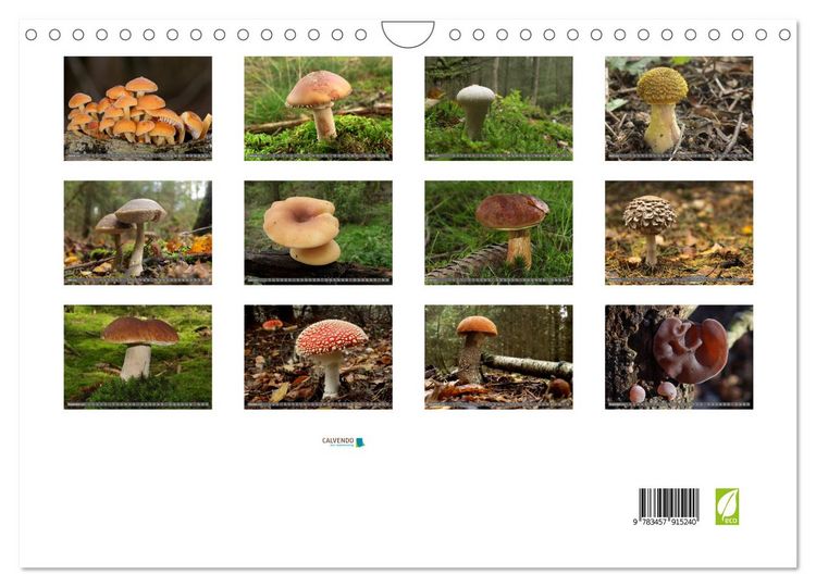 Produktbild: PILZE IM WALD (Wandkalender 2026 DIN A4 quer), CALVENDO Monatskalender