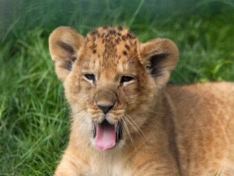 Produktbild: CALVENDO Puzzle L&ouml;wenbaby | 1000 Teile Lege-Gr&ouml;&szlig;e 64x48cm Foto-Puzzle f&uuml;r gl&uuml;ckliche Stunden