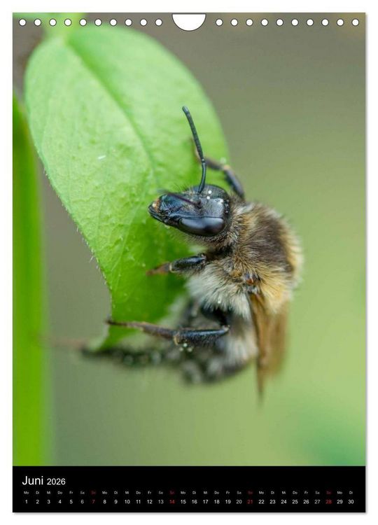 Produktbild: Bienen und Hummeln (Wandkalender 2026 DIN A4 hoch), CALVENDO Monatskalender
