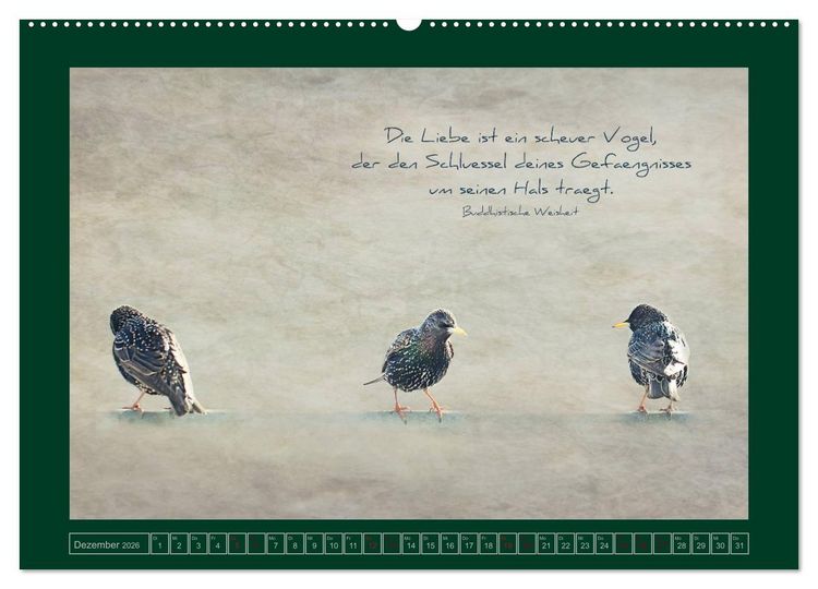 Produktbild: Stare und Weisheiten (hochwertiger Premium Wandkalender 2026 DIN A2 quer), Kunstdruck in Hochglanz