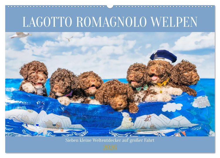 Produktbild: Lagotto Romagnolo Welpen - Sieben kleine Weltentdecker auf gro&szlig;er Fahrt (Wandkalender 2026 DIN A2 quer), CALVENDO Monatskalender