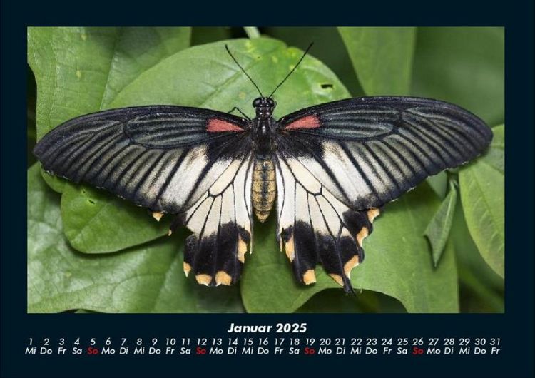 Produktbild: Bunte Pracht der Schmetterlinge 2025 Fotokalender DIN A4
