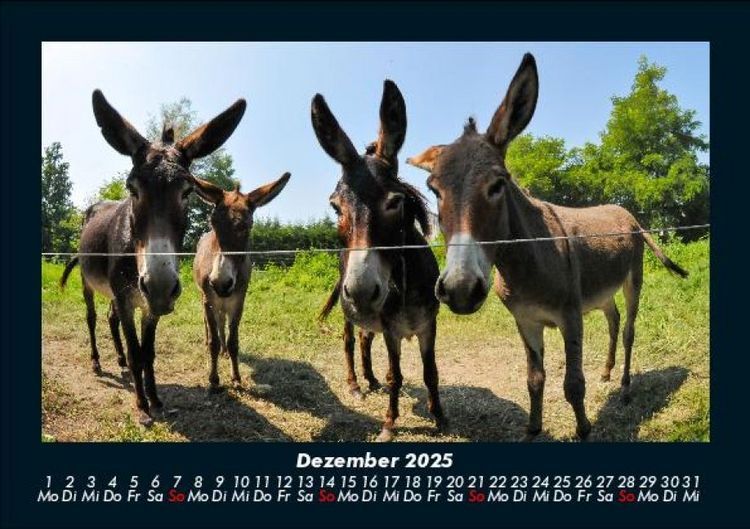 Produktbild: Welt der Tiere 2025 Fotokalender DIN A5