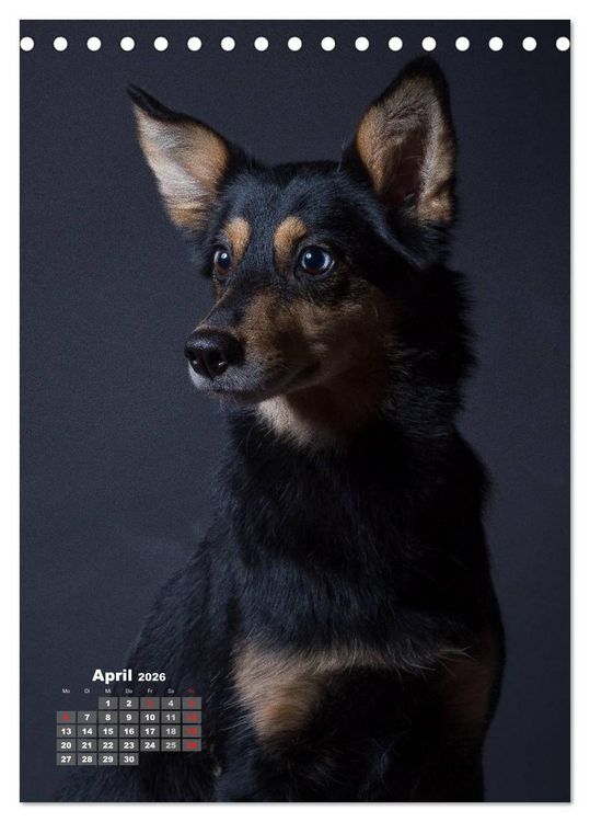 Produktbild: Treue Wegbegleiter, Hunde im Portrait. (Tischkalender 2026 DIN A5 hoch), CALVENDO Monatskalender