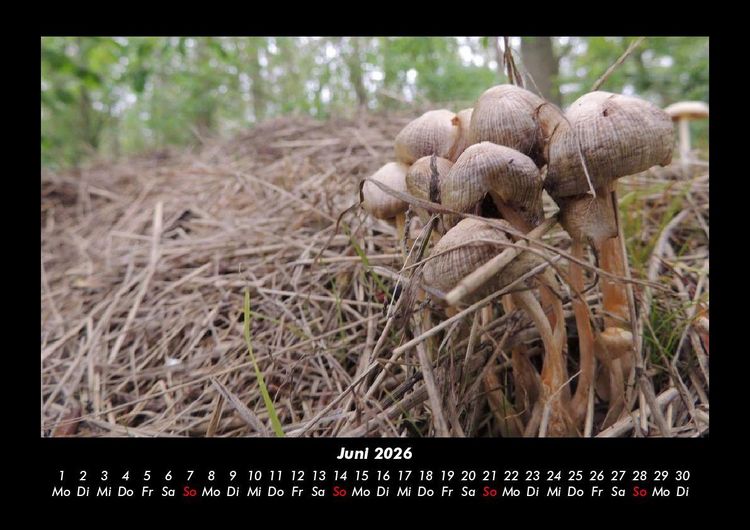 Produktbild: Pilzkalender 2026 Fotokalender DIN A3