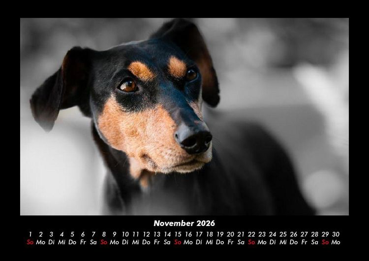 Produktbild: Hundezauber 2026 Fotokalender DIN A3