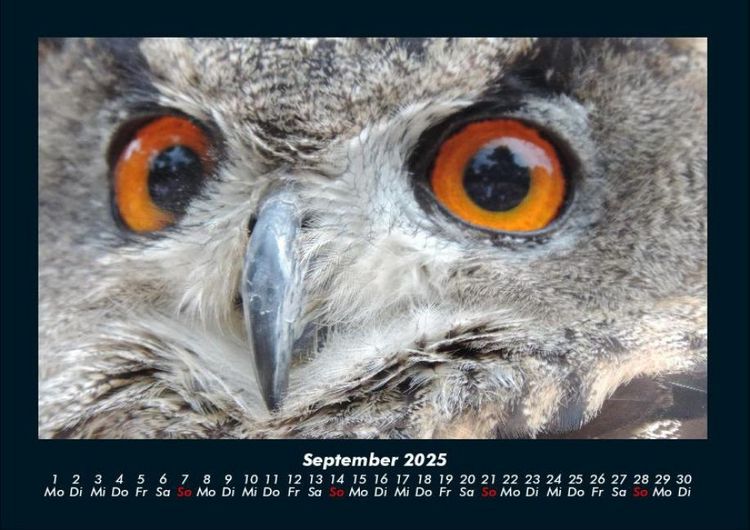 Produktbild: Vogelparadies 2025 Fotokalender DIN A4
