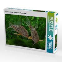 Produktbild: CALVENDO Puzzle Corydoras sterbai - Gelbflossen Panzerwels | 1000 Teile Lege-Gr&ouml;&szlig;e 64x48cm Foto-Puzzle f&uuml;r gl&uuml;ckliche Stunden