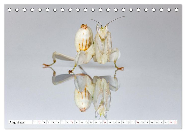 Produktbild: Queens of the Insect World (Desk Calendar 2026 DIN A5 landscape), CALVENDO 12 Month DeskCalendar