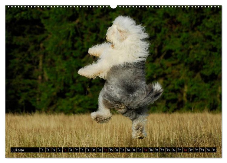 Produktbild: Traumhund Bobtail (Wandkalender 2026 DIN A2 quer), CALVENDO Monatskalender