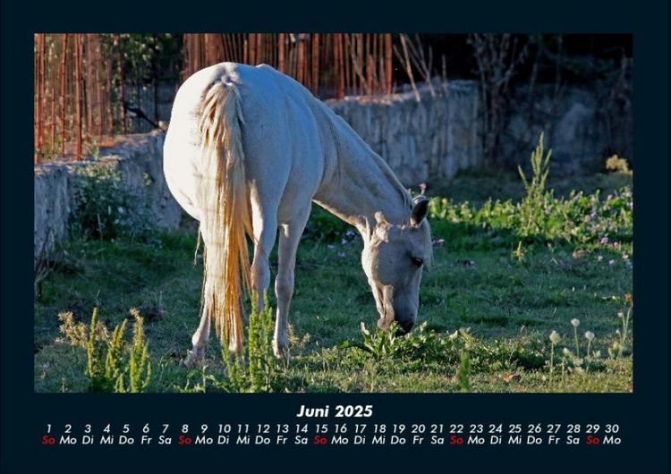 Produktbild: Pferde Kalender 2025 Fotokalender DIN A4