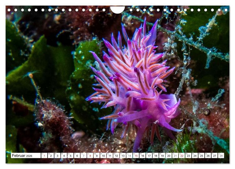 Produktbild: Tauchen im Mittelmeer (Wandkalender 2026 DIN A4 quer), CALVENDO Monatskalender