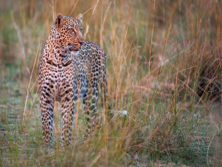 Produktbild: CALVENDO Puzzle Leopard | 1000 Teile Lege-Gr&ouml;&szlig;e 64x48cm Foto-Puzzle f&uuml;r gl&uuml;ckliche Stunden