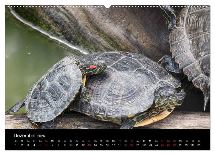 Produktbild: Wasserschildkr&ouml;ten (hochwertiger Premium Wandkalender 2026 DIN A2 quer), Kunstdruck in Hochglanz